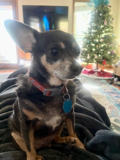 Ollie, an adopted mixed breed in Irmo, SC image 2/3