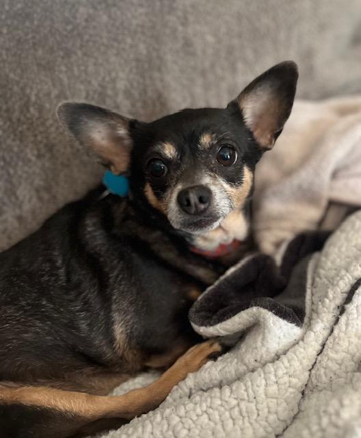 Ollie, an adopted mixed breed in Irmo, SC image 1/3