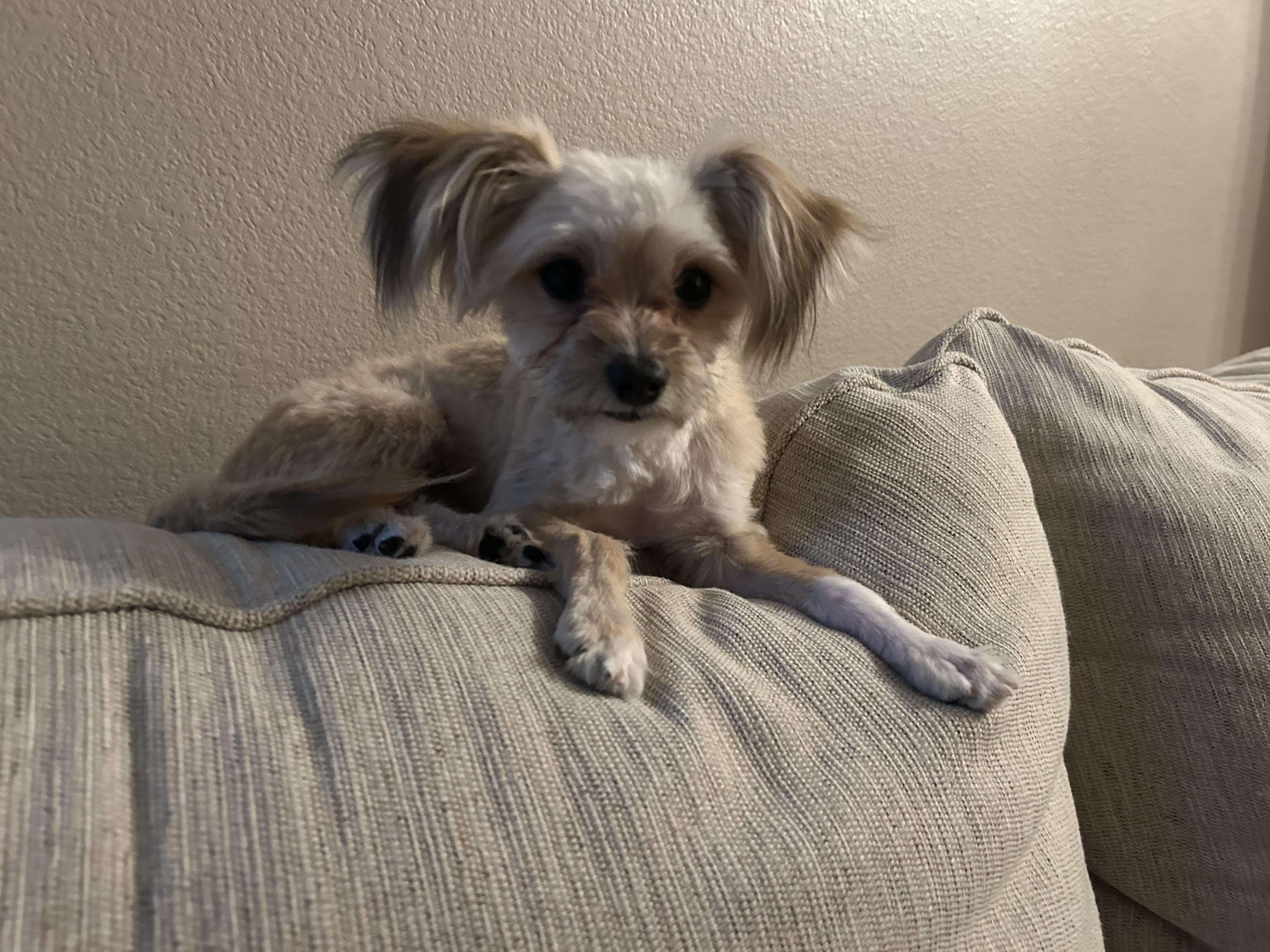 Scout, adopted, Puppy Male Yorkshire Terrier.