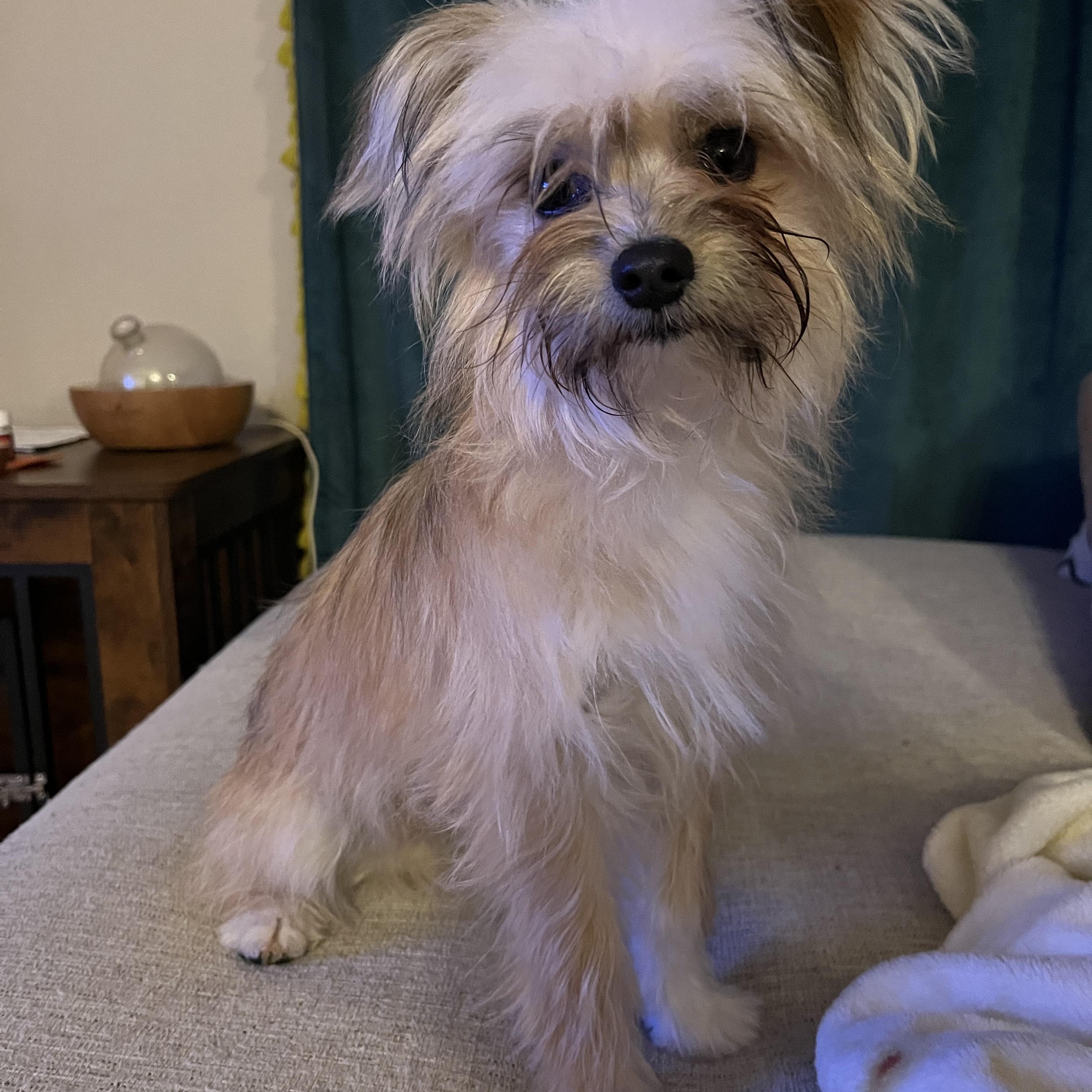 Enlarge Scout, an adopted mixed breed in Las Vegas, NV image 2/2