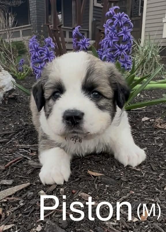 Piston (Truck Litter), Adoptable, Puppy Male Australian Shepherd.