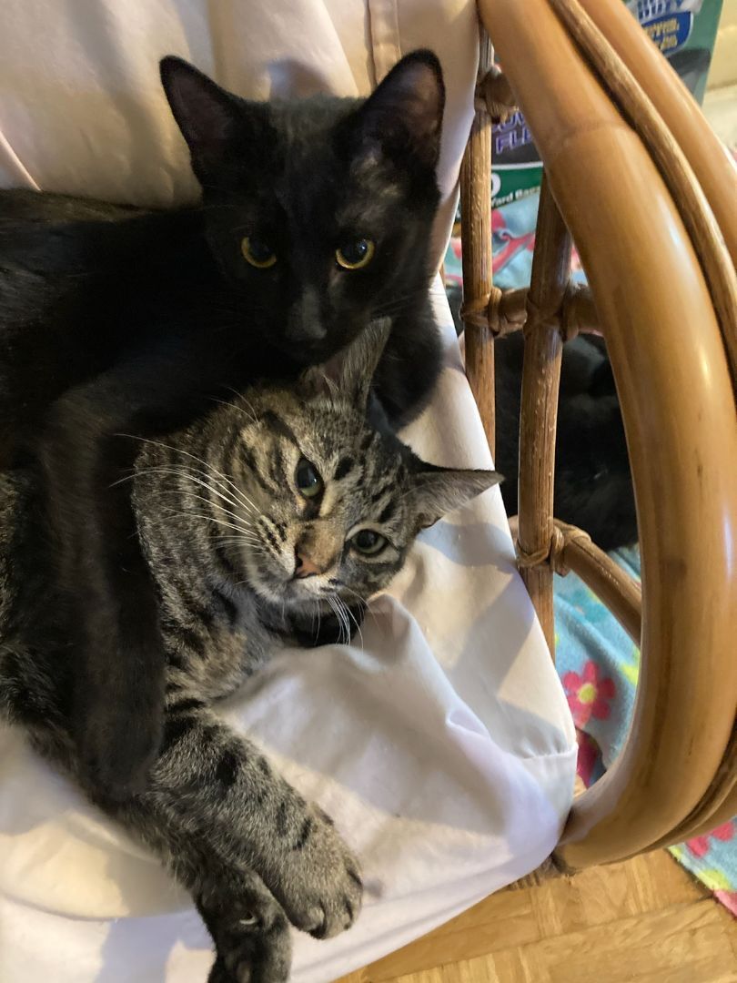 Enlarge Crystal Lucy, a Adoptable mixed breed in Eaton Rapids, MI image 7/10