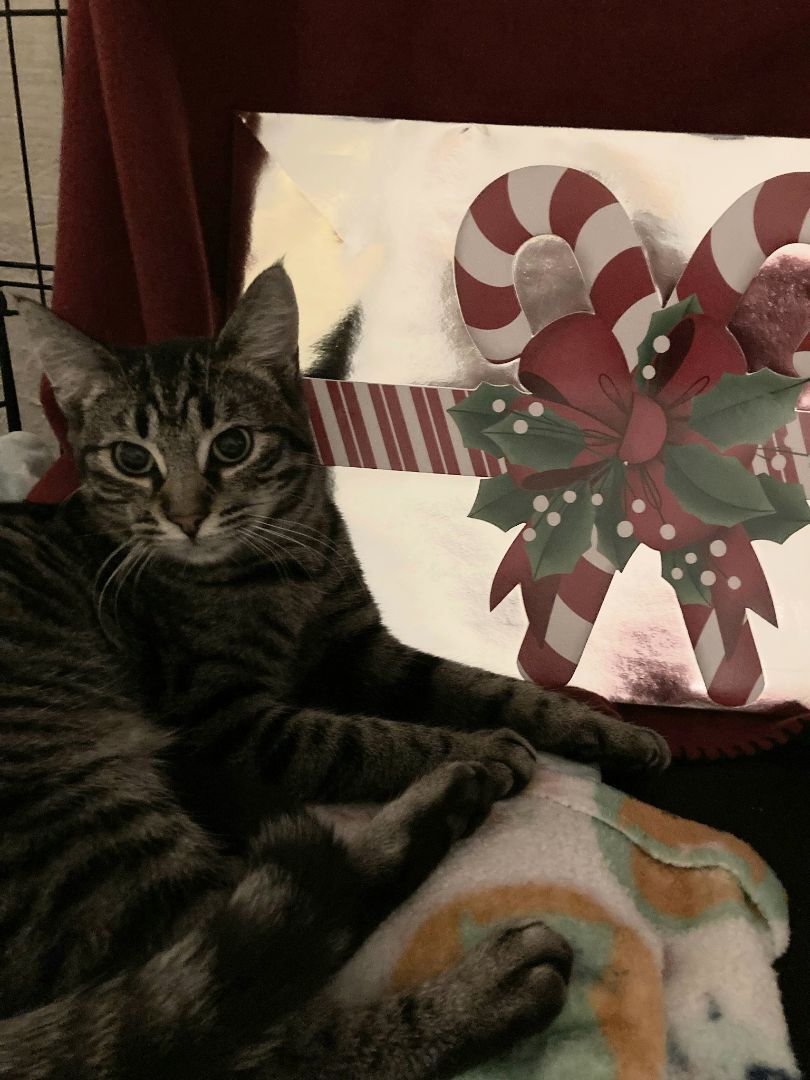 Enlarge Crystal Lucy, a Adoptable mixed breed in Eaton Rapids, MI image 1/10