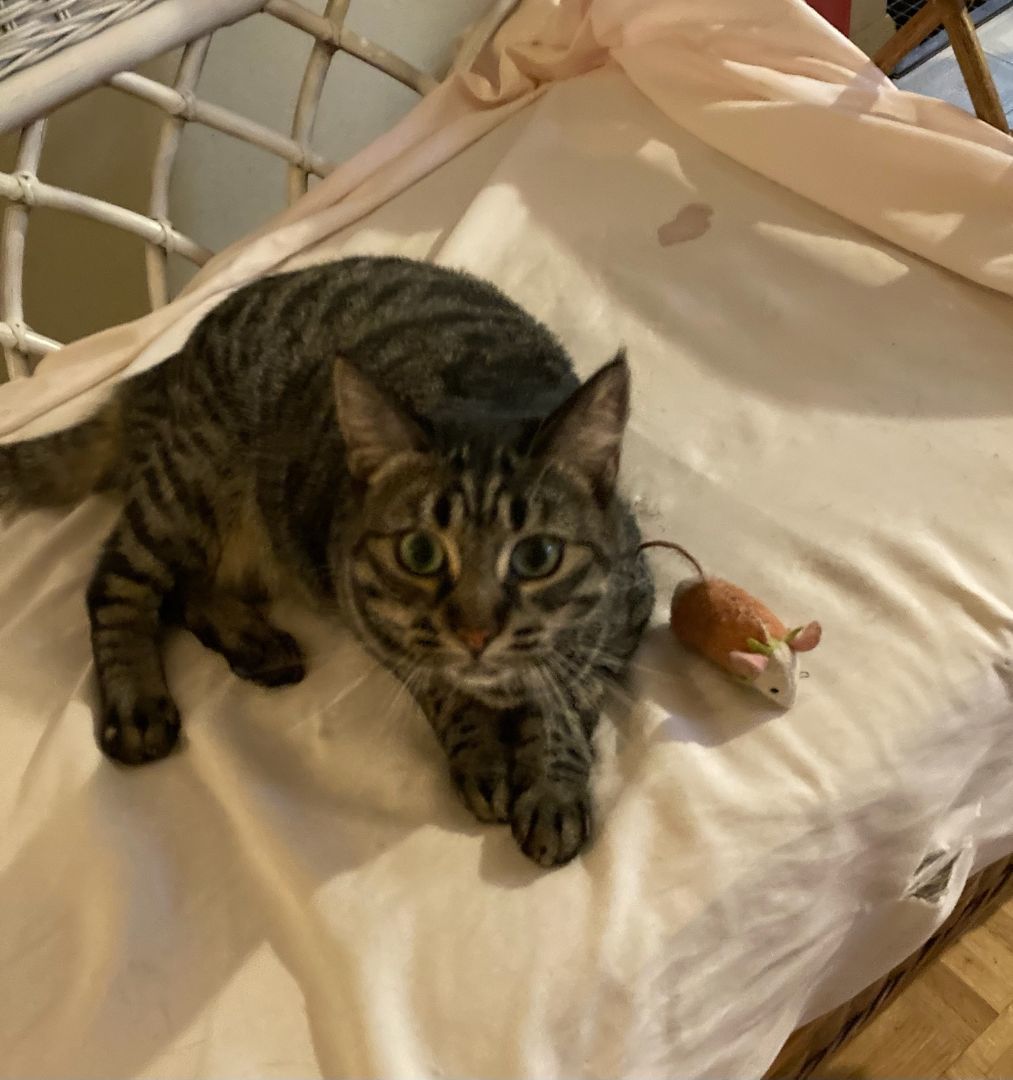 Enlarge Crystal Lucy, a Adoptable mixed breed in Eaton Rapids, MI image 8/10