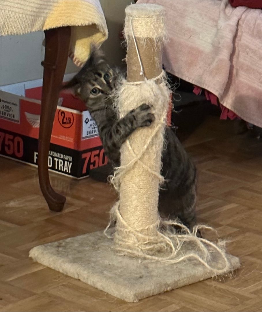 Enlarge Crystal Lucy, a Adoptable mixed breed in Eaton Rapids, MI image 9/10