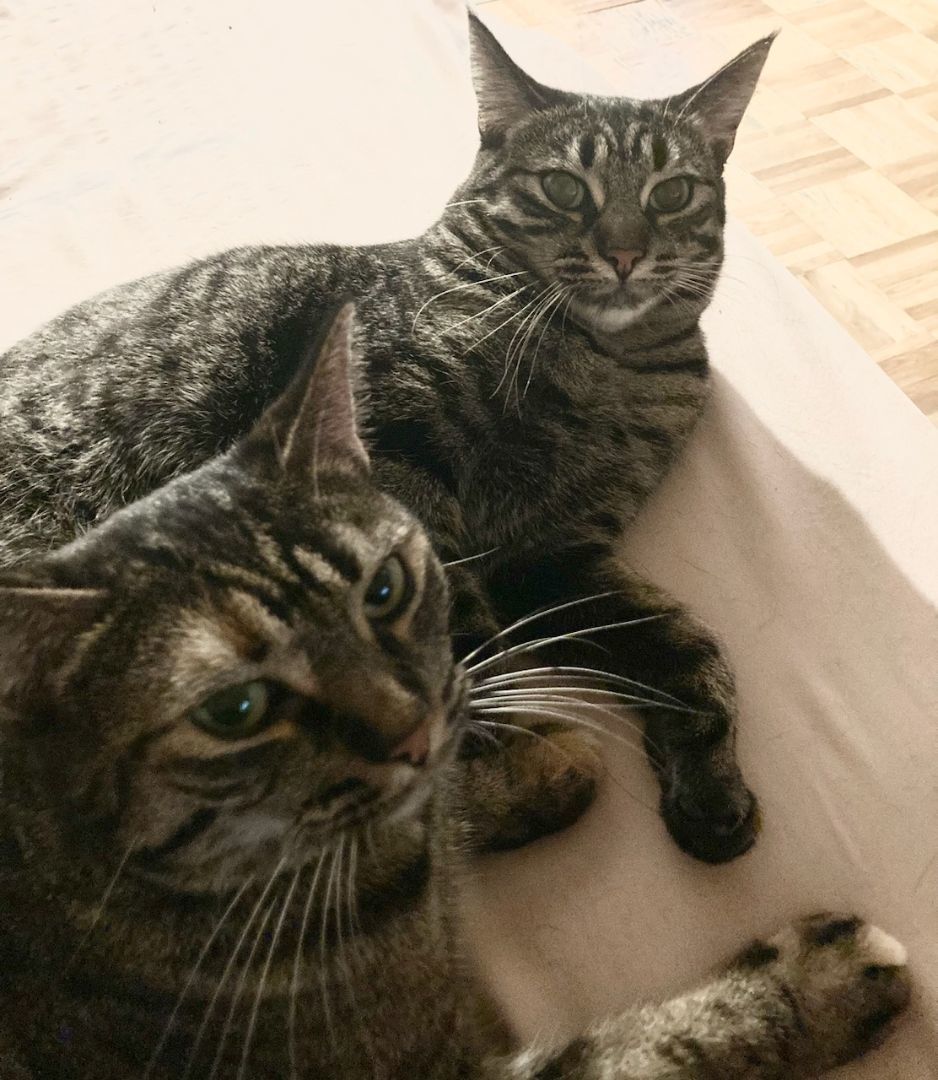 Enlarge Crystal Lucy, a Adoptable mixed breed in Eaton Rapids, MI image 10/10