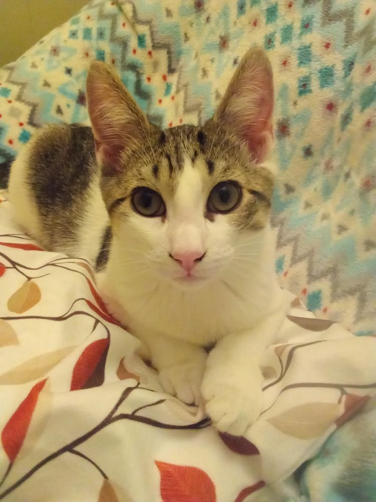 Pandora’s Box: Elpis, Adoptable, Young Male Tabby.