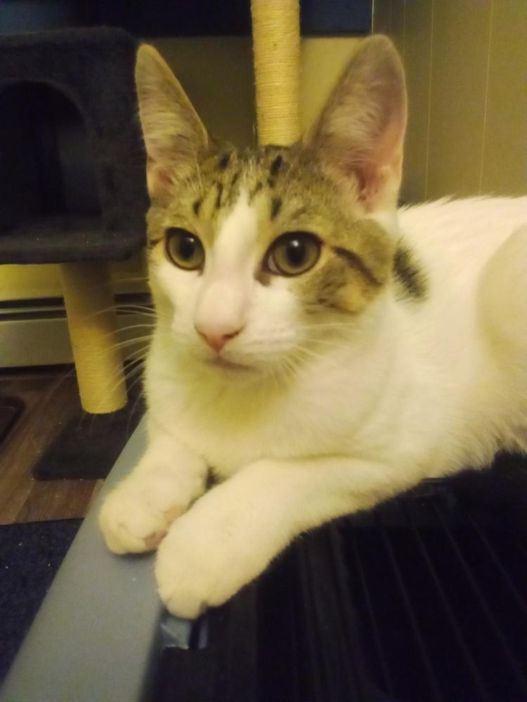 Enlarge Pandora’s Box: Elpis, a Adoptable mixed breed in Warren, CT image 2/6