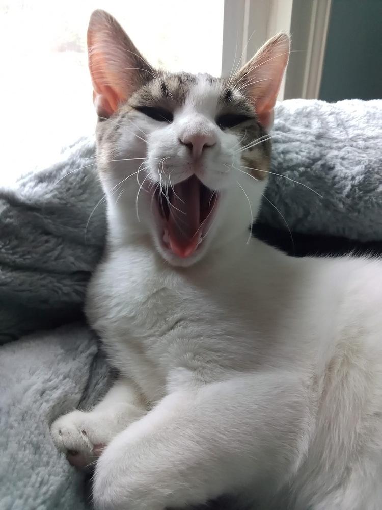 Enlarge Pandora’s Box: Elpis, a Adoptable mixed breed in Warren, CT image 3/6