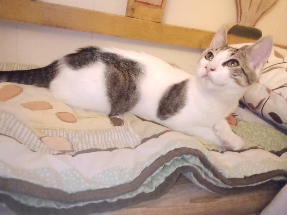 Enlarge Pandora’s Box: Elpis, a Adoptable mixed breed in Warren, CT image 5/6