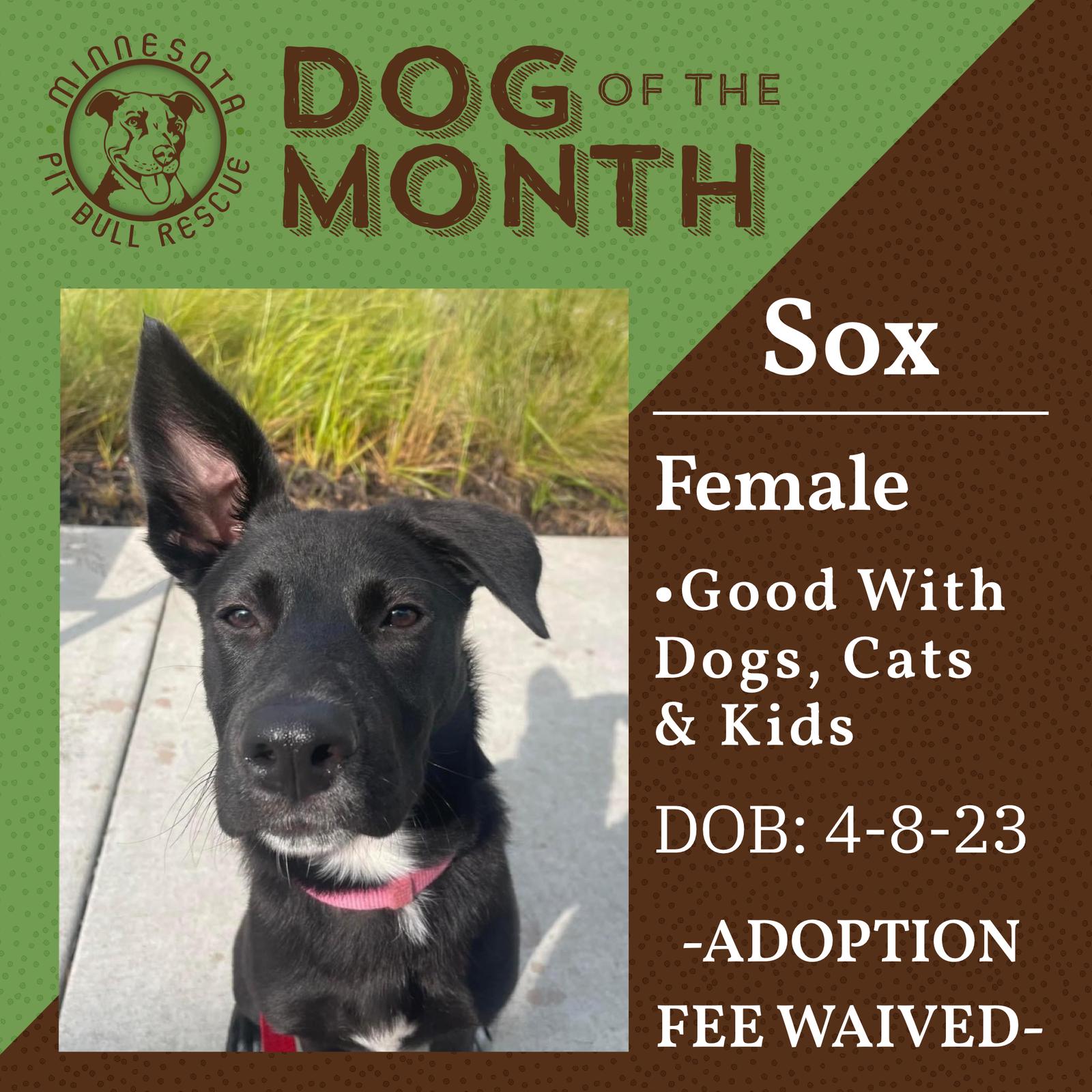 Sox, Adopted, Puppy Female Shepherd.