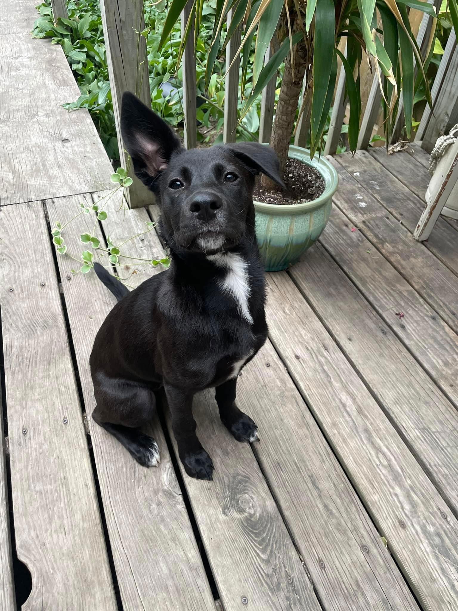 Enlarge Sox, a Adopted Shepherd in Saint Paul, MN image 2/3