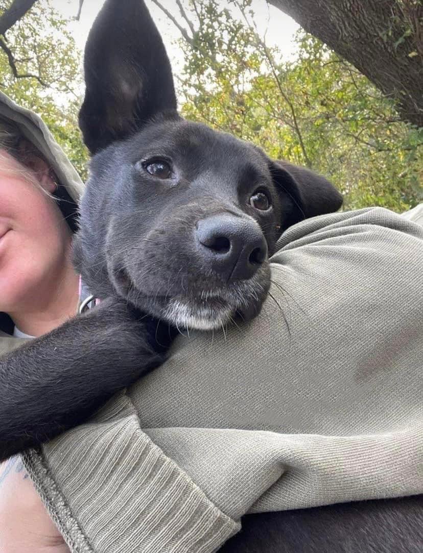 Enlarge Sox, a Adopted Shepherd in Saint Paul, MN image 3/3