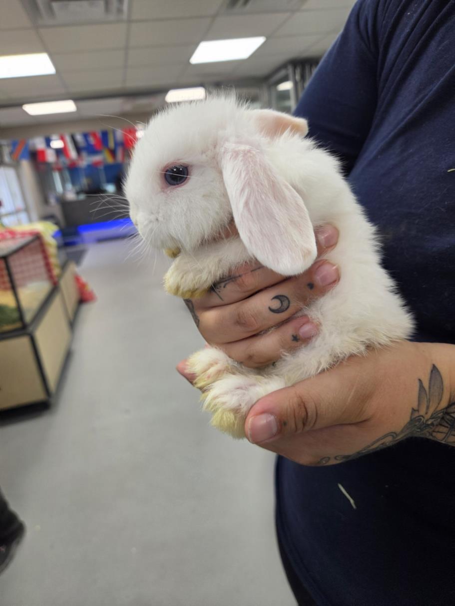Blizzard, adoptable, Young Male Bunny Rabbit.