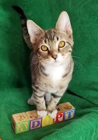 Enlarge Shoes, a Adoptable Domestic Short Hair in Vernon, TX image 1/2