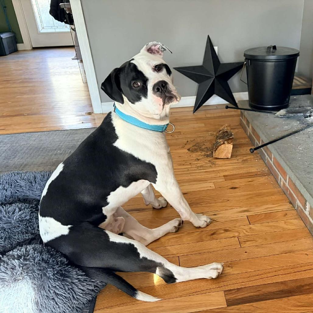 Enlarge Murphy, a Adoptable mixed breed in Griswold, CT image 1/6