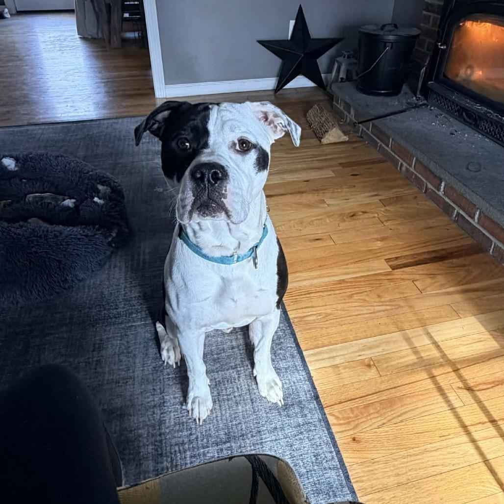 Enlarge Murphy, a Adoptable mixed breed in Griswold, CT image 2/6