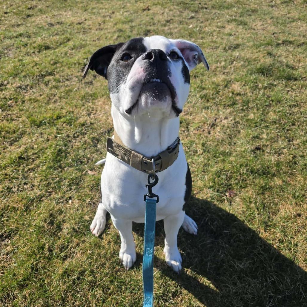 Enlarge Murphy, a Adoptable mixed breed in Griswold, CT image 3/6