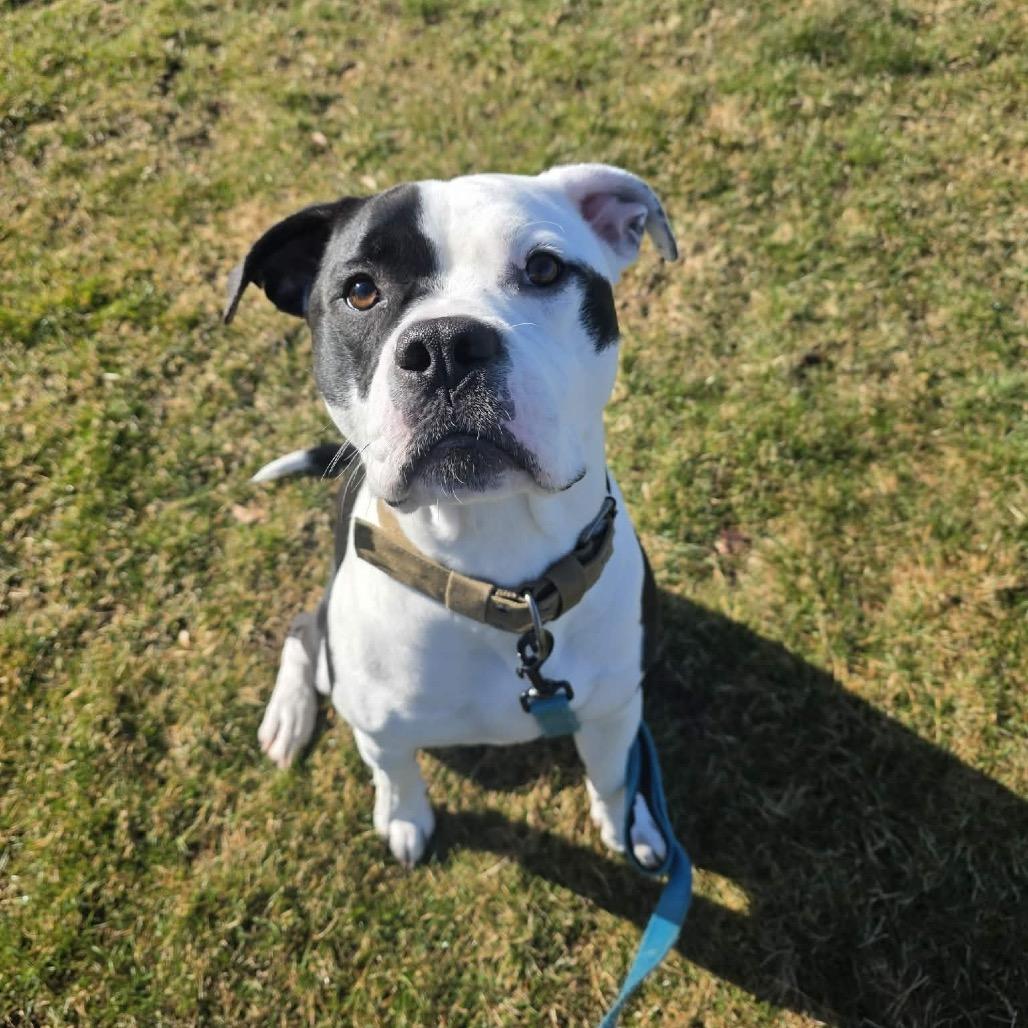 Enlarge Murphy, a Adoptable mixed breed in Griswold, CT image 4/6
