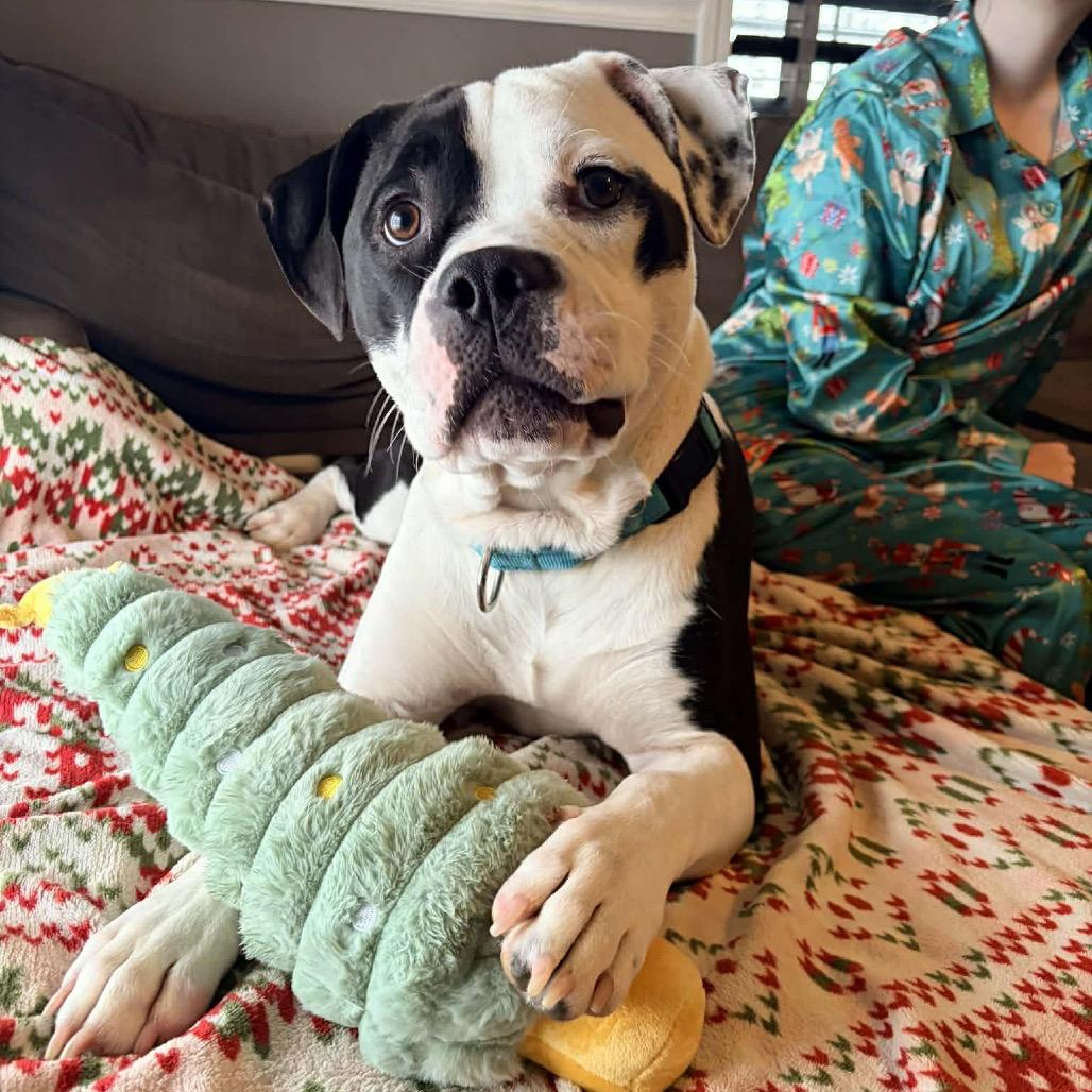 Enlarge Murphy, a Adoptable mixed breed in Griswold, CT image 5/6