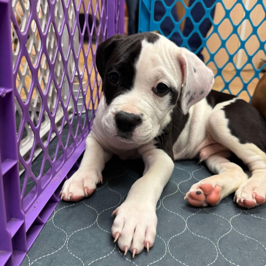 Enlarge Murphy, a Adoptable mixed breed in Griswold, CT image 6/6