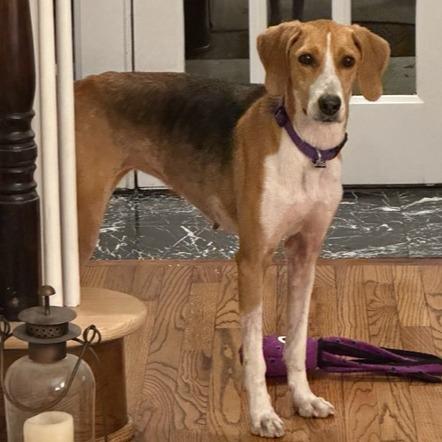 Molly, ADOPTABLE, Adult Female Treeing Walker Coonhound.