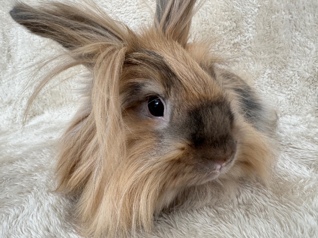 Handsome, Adopted, Adult Male Lionhead.