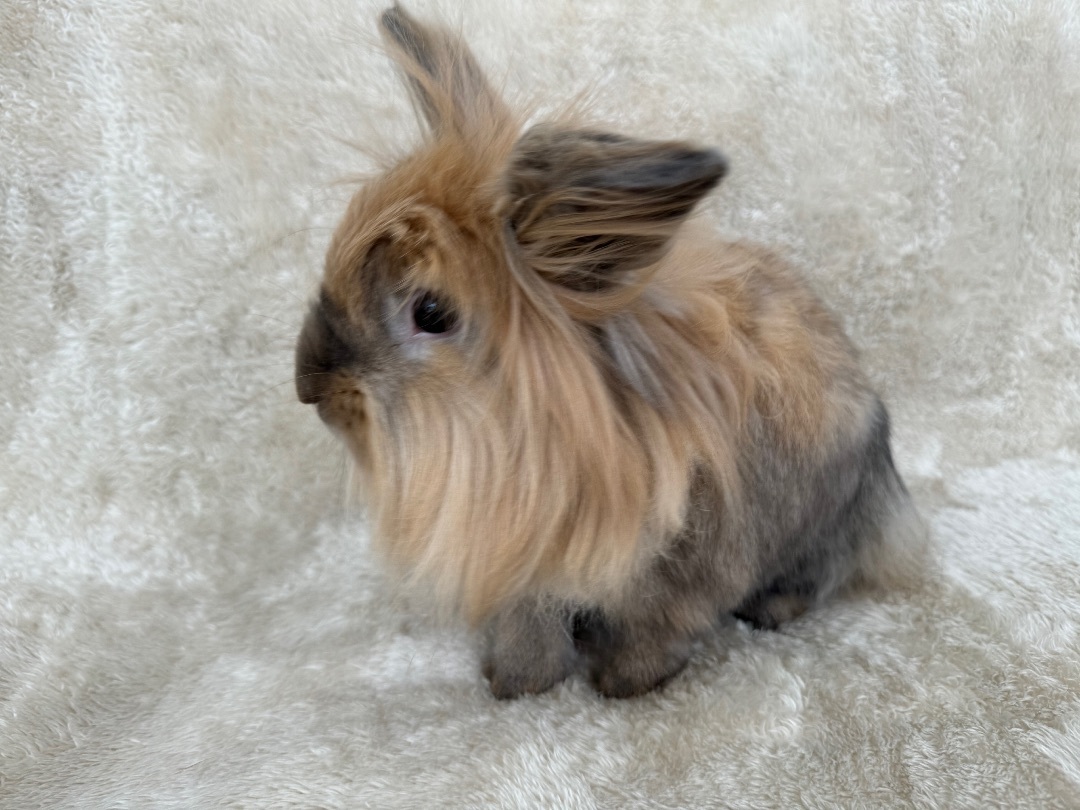 Enlarge Handsome, a Adopted Lionhead in Waldwick, NJ image 2/6