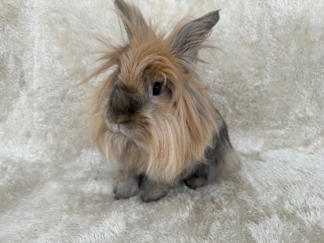Enlarge Handsome, a Adopted Lionhead in Waldwick, NJ image 3/6