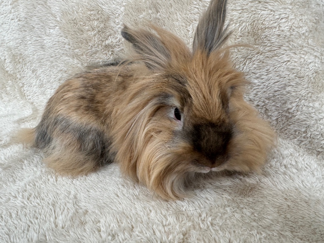 Enlarge Handsome, a Adopted Lionhead in Waldwick, NJ image 4/6