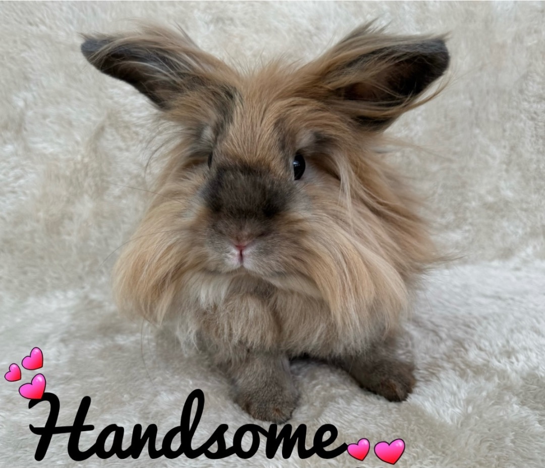 Enlarge Handsome, a Adopted Lionhead in Waldwick, NJ image 5/6