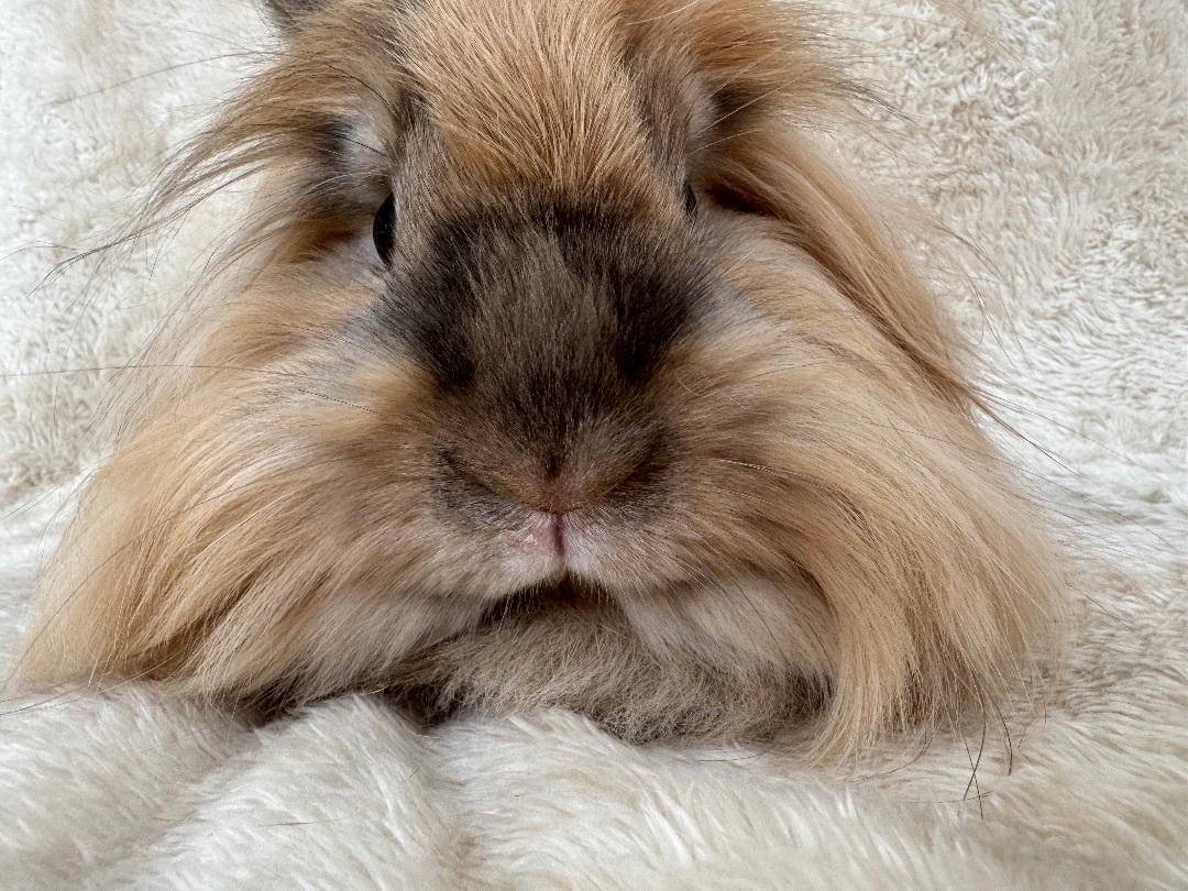 Enlarge Handsome, a Adopted Lionhead in Waldwick, NJ image 6/6
