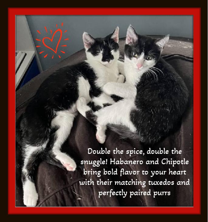 Meet Habanero & Chipotle -  Twice the love, one perfect bond.