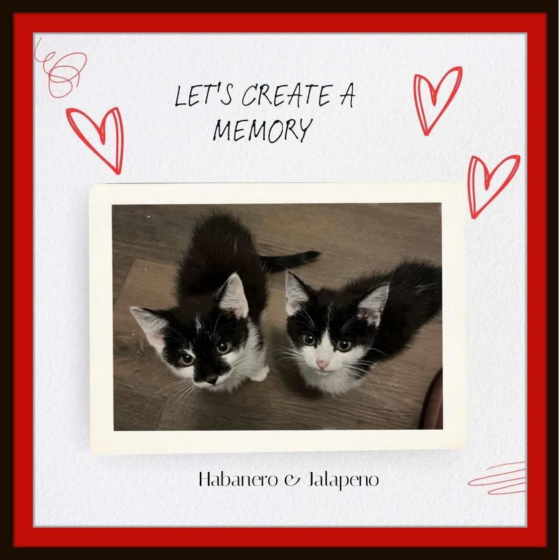 Meet Habanero & Chipotle -  Twice the love, one perfect bond.