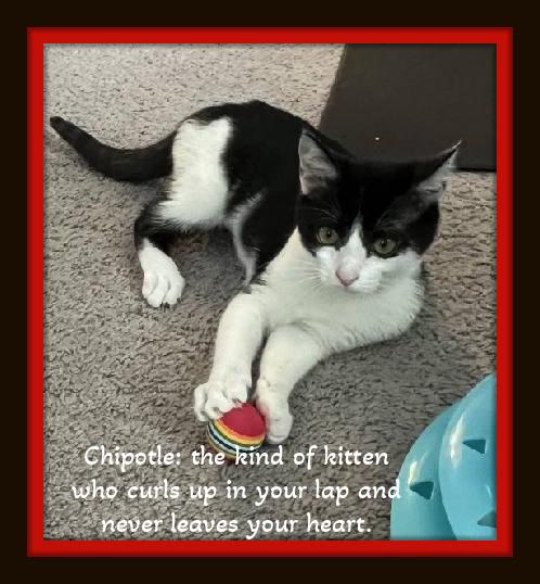 Meet Habanero & Chipotle -  Twice the love, one perfect bond.