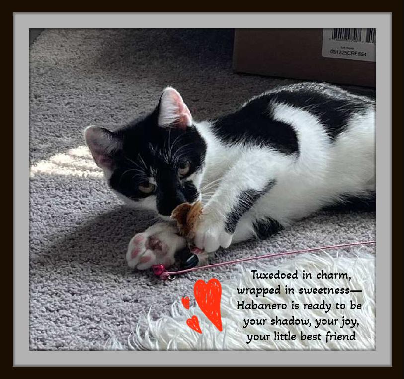 Meet Habanero & Chipotle -  Twice the love, one perfect bond.
