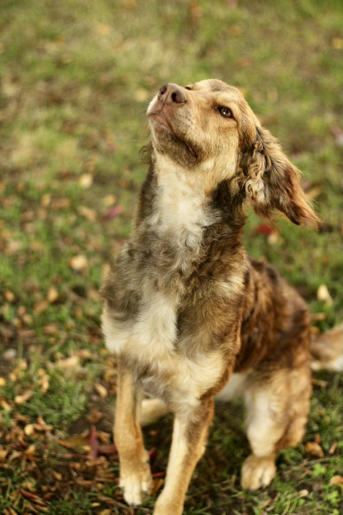 Lady, adopted, Adult Female Australian Shepherd.