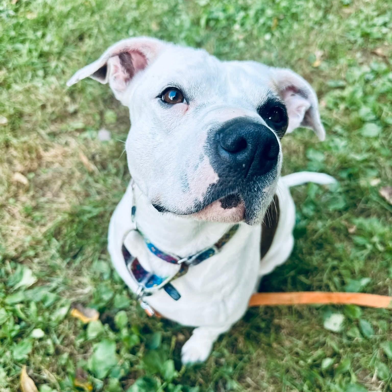 Harper