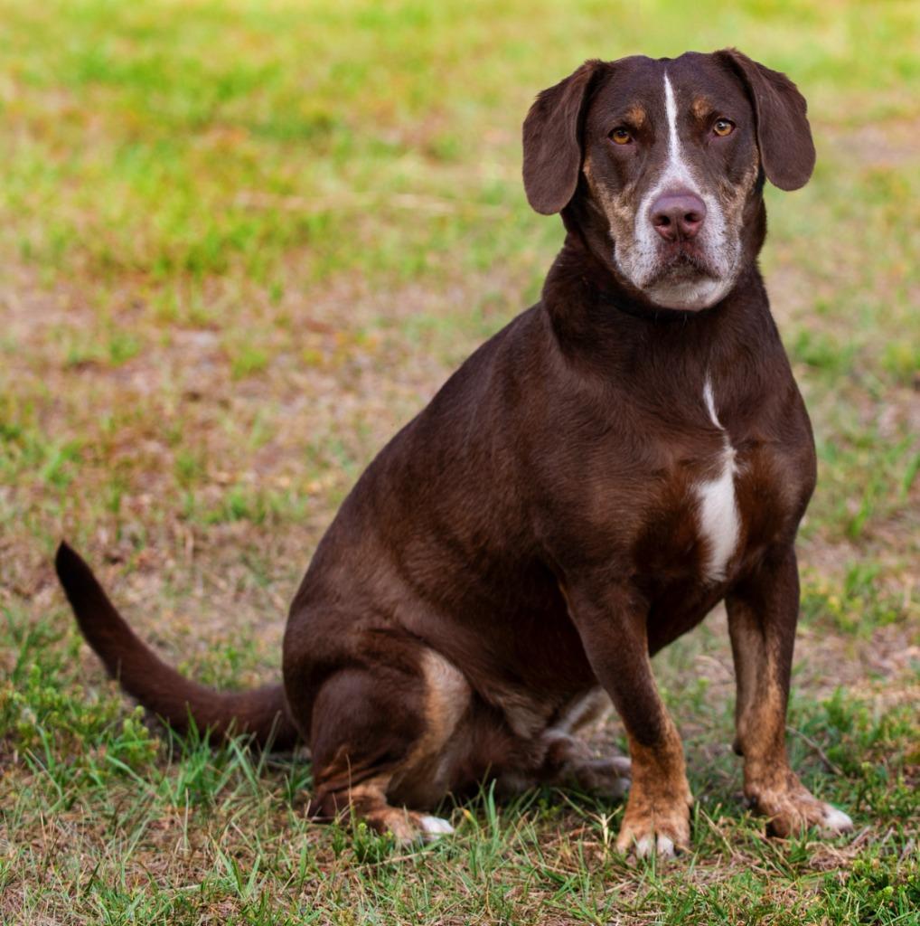 Enlarge Choppa, a Adoptable Mixed Breed in Ocala, FL image 1/5
