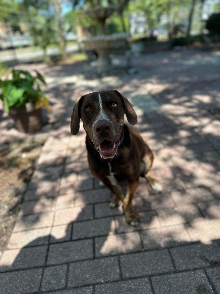 Enlarge Choppa, a Adoptable Mixed Breed in Ocala, FL image 1/5