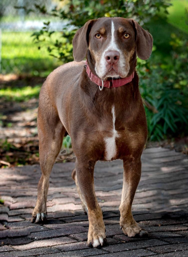 Enlarge Choppa, a Adoptable Mixed Breed in Ocala, FL image 2/5