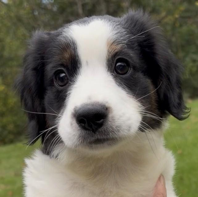 2026Queenie, Adopted, Puppy Female Spaniel & Australian Shepherd.