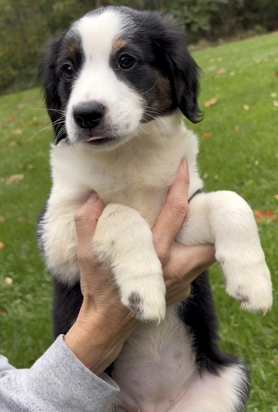 Enlarge 2026Queenie, a Adopted mixed breed in Frederick, MD image 4/5