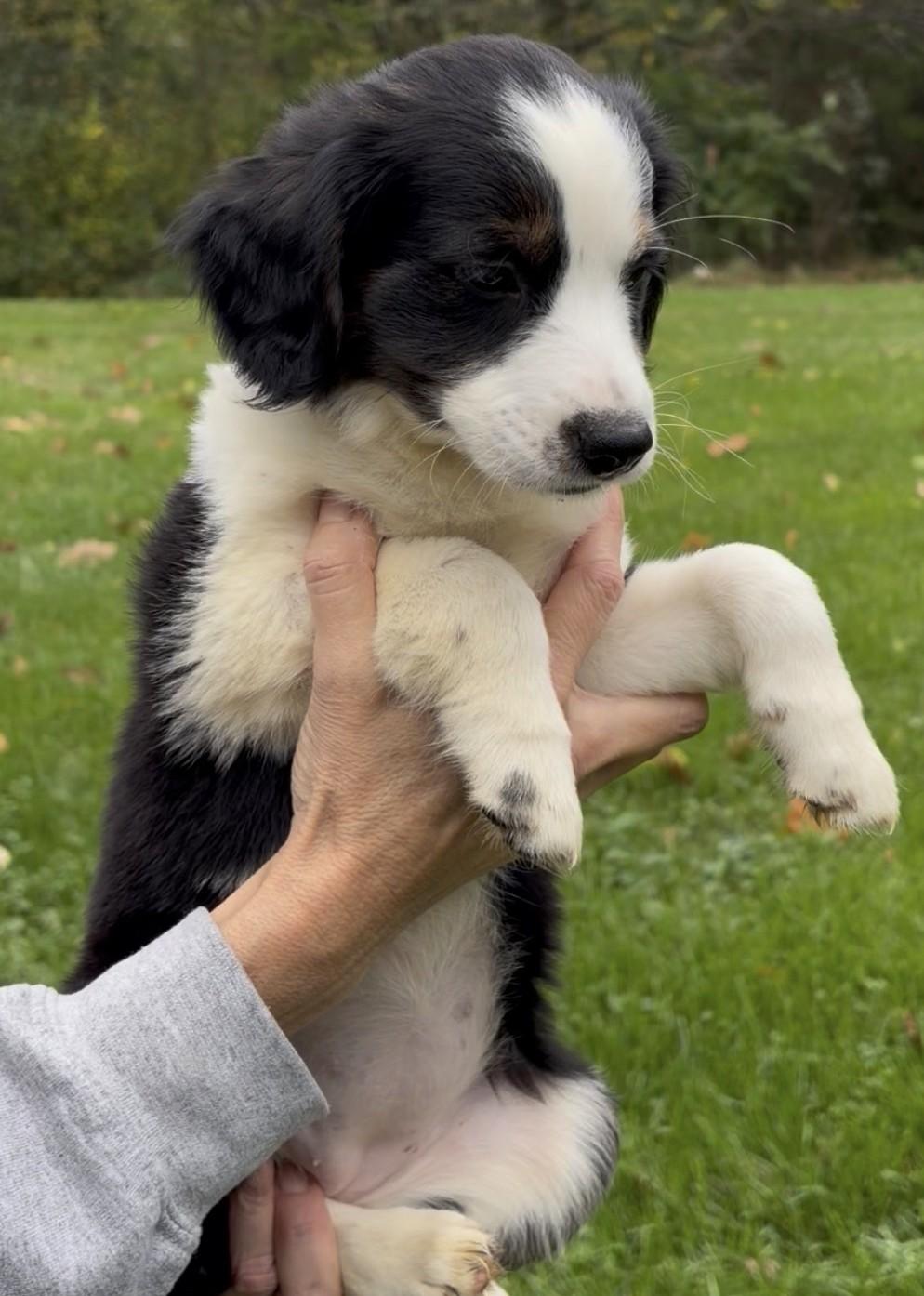 Enlarge 2026Queenie, a Adopted mixed breed in Frederick, MD image 2/5