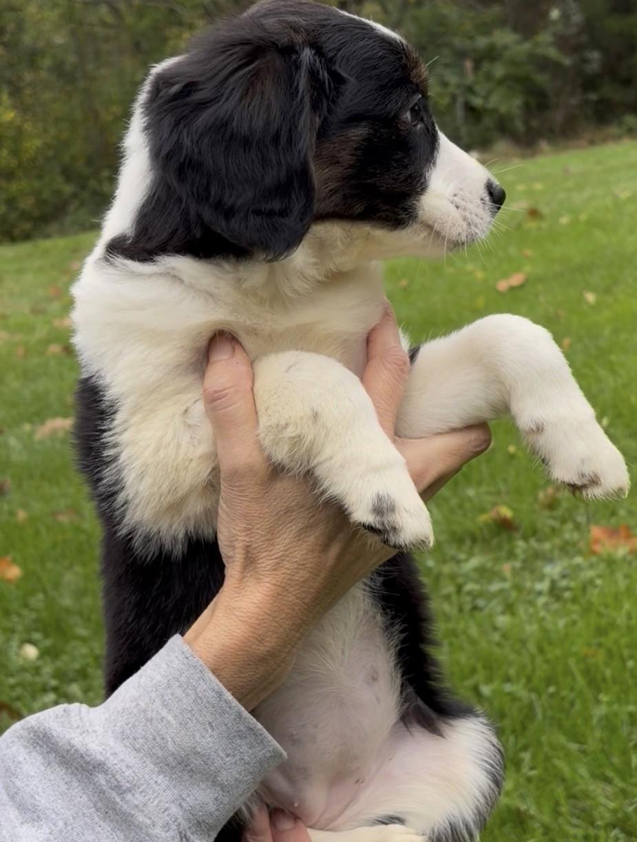 Enlarge 2026Queenie, a Adopted mixed breed in Frederick, MD image 3/5