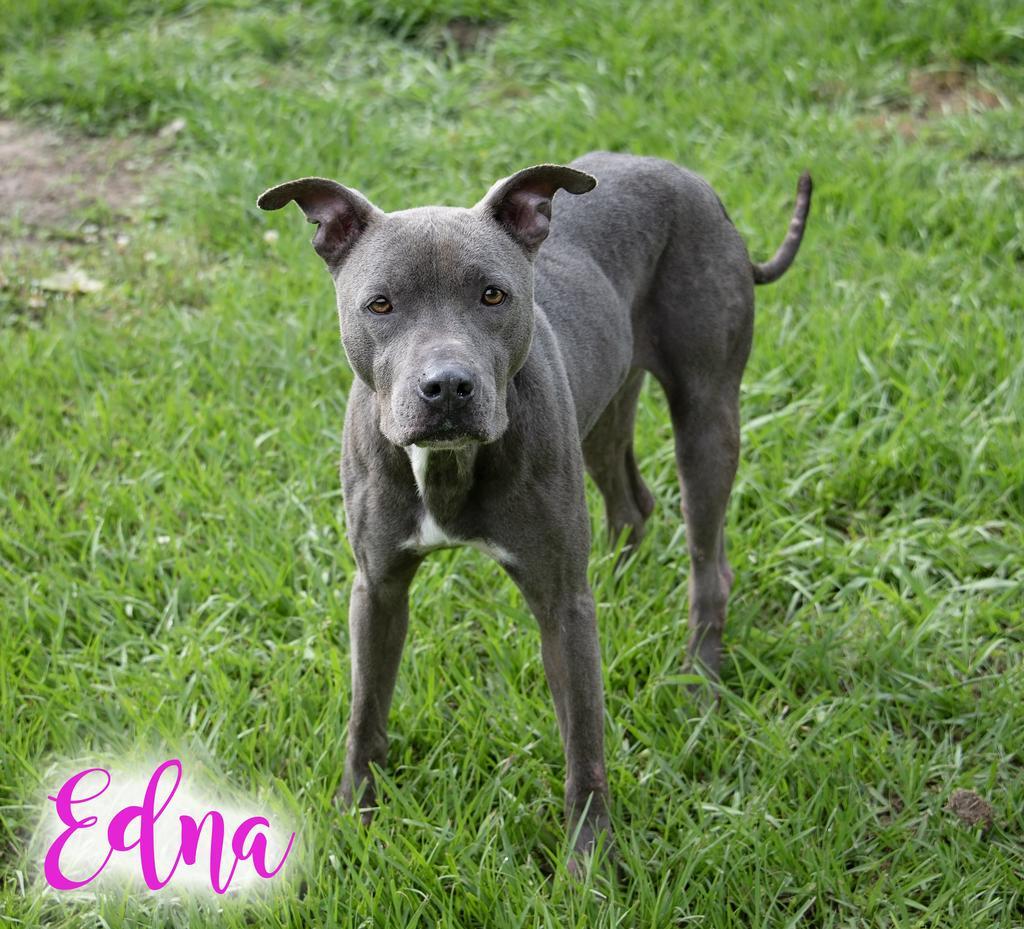 Enlarge Edna, a Adoptable Pit Bull Terrier in Livingston, LA image 1/1