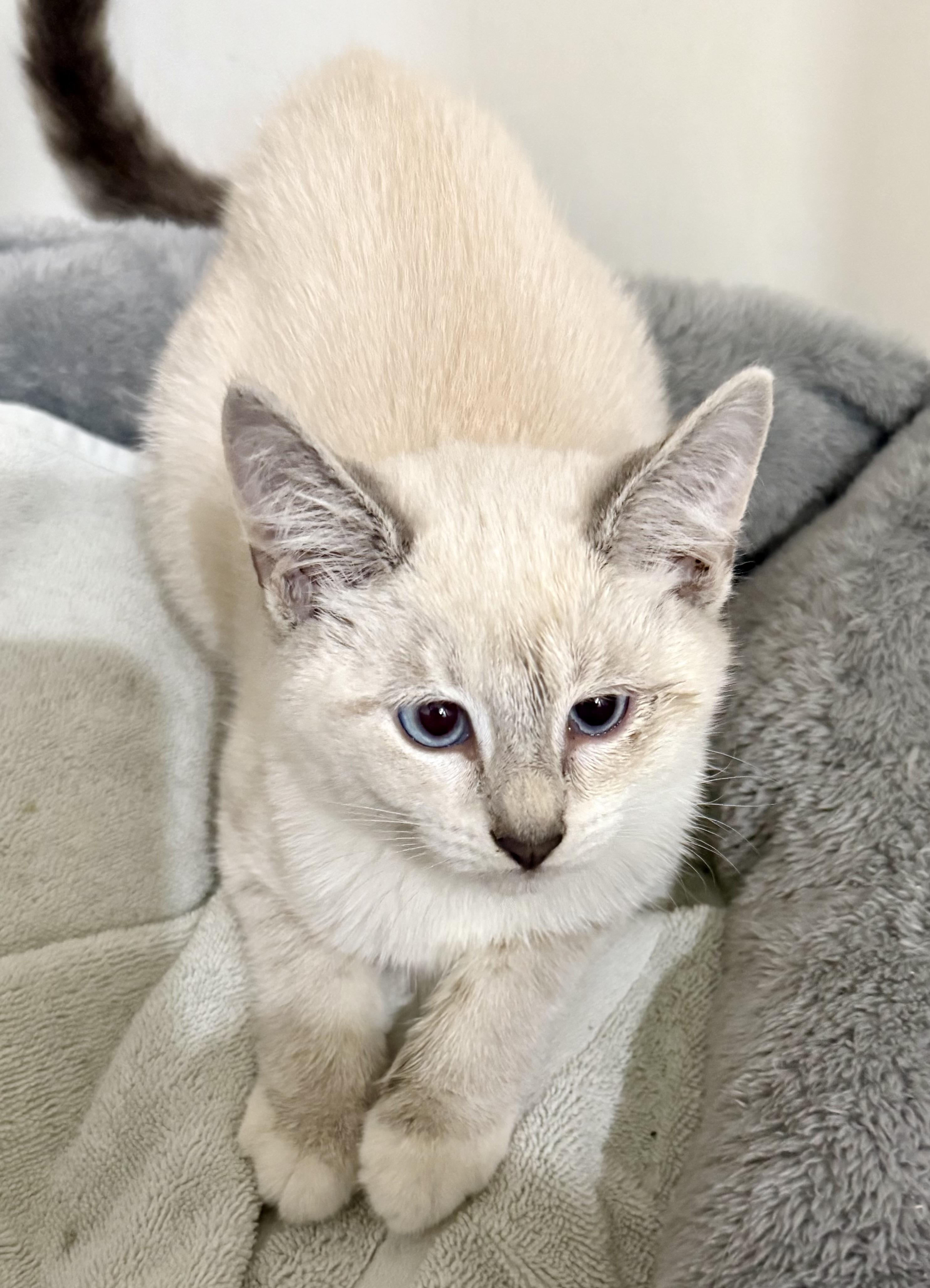 Ric Stunning Siamese Boy Kitten