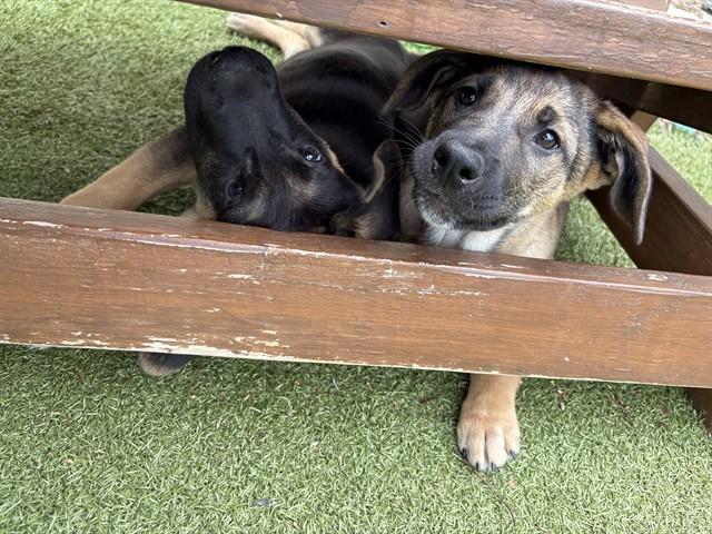 MAGELLAN, Adoptable, Puppy Male Australian Cattle Dog / Blue Heeler & Mixed Breed.