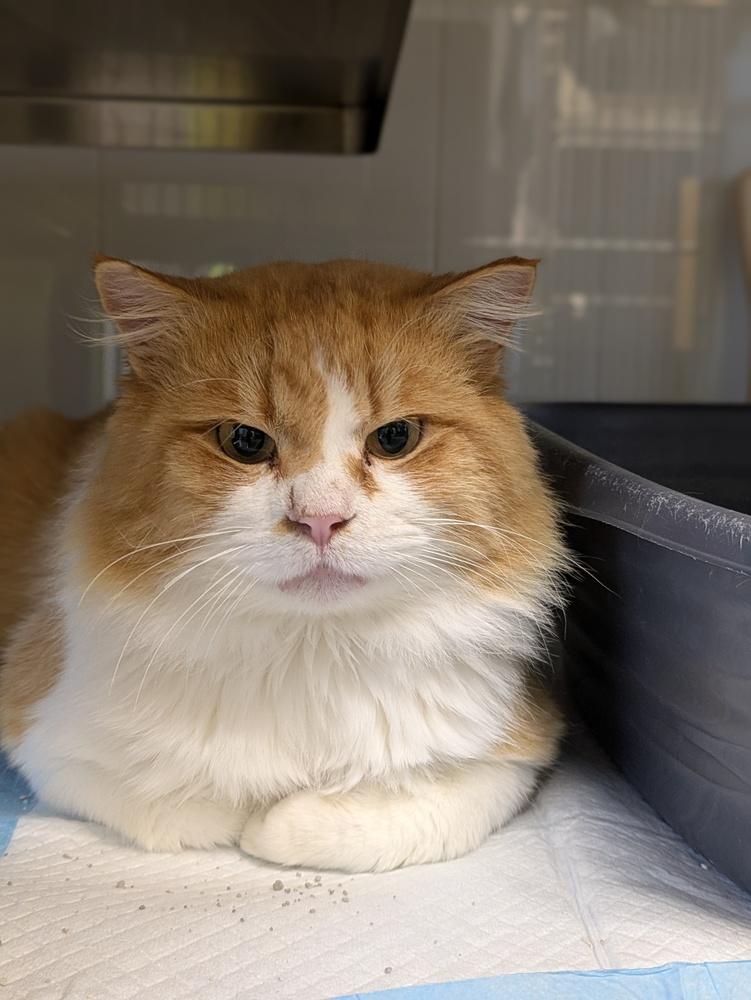 Enlarge Cactus, a Adoptable mixed breed in Papillion, NE image 1/1