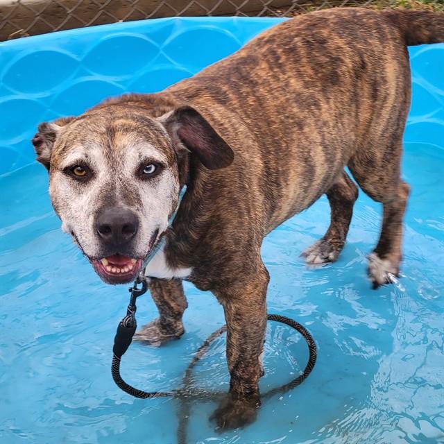 Enlarge BRONX, a Adoptable mixed breed in Aliquippa, PA image 1/1